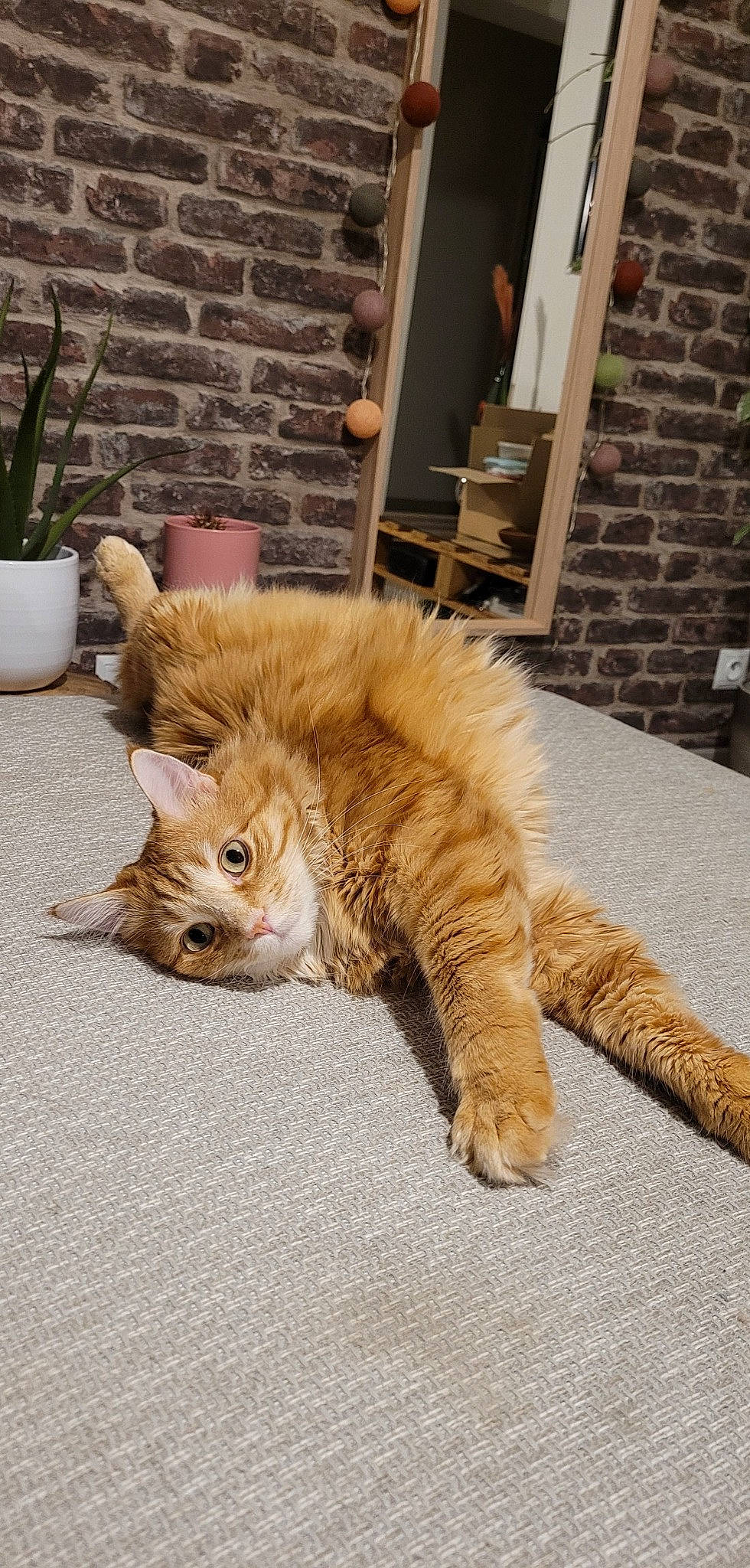 Oupsy a rejoint le concours — aidez-le/la à gagner de superbes lots ! carnivore, cat, claw, companion_dog, domestic_short_haired_cat, fawn, felidae, flooring, flowerpot, fur, houseplant, paw, plant, road_surface, small_to_medium_sized_cats, snout, tail, terrestrial_animal, whiskers, wood