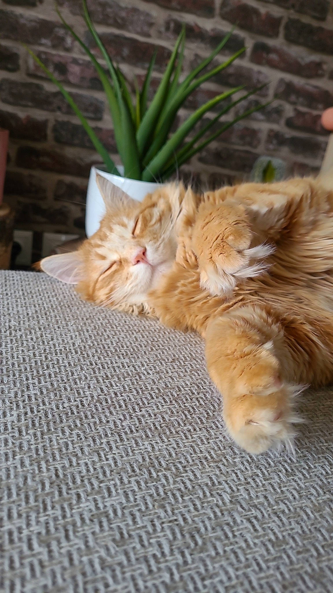 Oupsy a rejoint le concours — aidez-le/la à gagner de superbes lots ! carnivore, cat, claw, comfort, domestic_short_haired_cat, fawn, felidae, flooring, fur, grass, human_leg, paw, plant, road_surface, sitting, small_to_medium_sized_cats, snout, tail, whiskers, wood