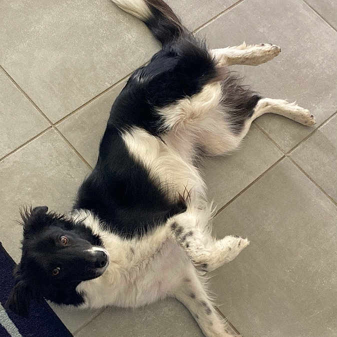 Sam a rejoint le concours — aidez-le/la à gagner de superbes lots ! accessories, animal, ball, canine, cockerspaniel, collie, dog, eskimodog, leash, papillon, path, pet, puppy, slate, sport, strap, tennis, tennisball, tile, walkway