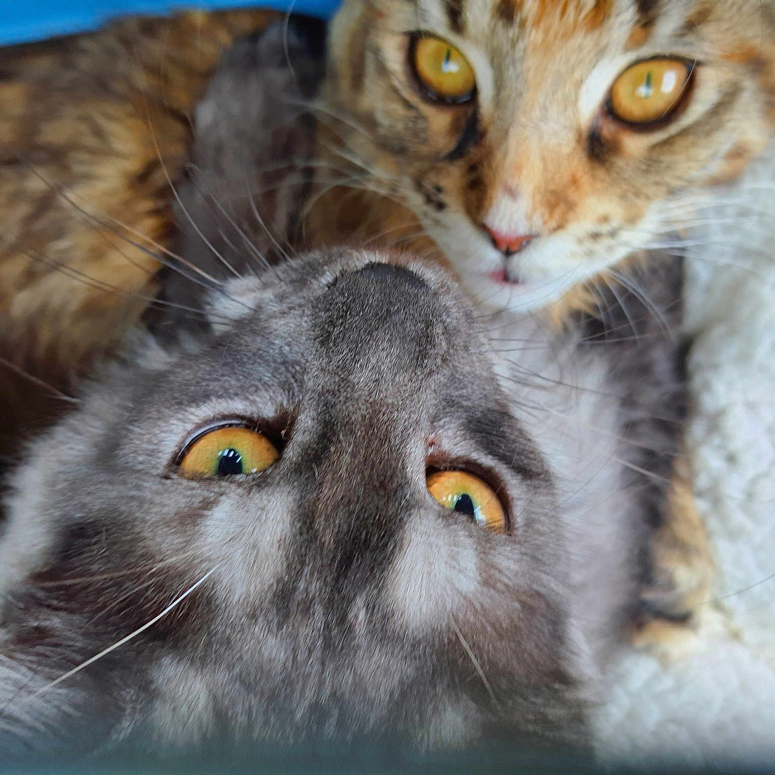 Molly Et Savannah