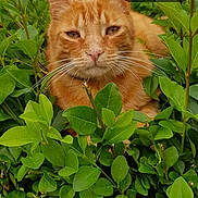 Mozart participe au concours pour gagner de l'argent avec cette photo : cat, ginger_cat, greenery, leaves, outdoor, nature, pet, animal, close_up, face, fur, whiskers, relaxed, sleepy, facebook_memory, text_overlay, screenshot, nostalgic, resting, cute