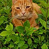 cat, ginger_cat, greenery, leaves, outdoor, nature, pet, animal, close_up, face, fur, whiskers, relaxed, sleepy, facebook_memory, text_overlay, screenshot, nostalgic, resting, cute