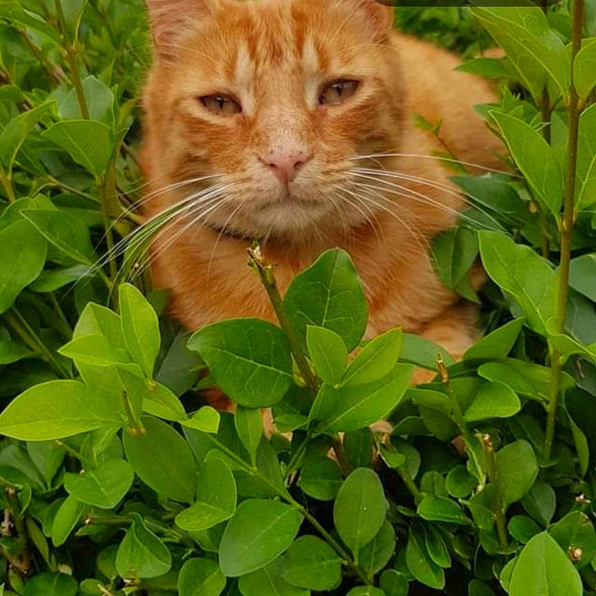 Mozart participe au concours pour gagner de l'argent avec cette photo : cat, ginger_cat, greenery, leaves, outdoor, nature, pet, animal, close_up, face, fur, whiskers, relaxed, sleepy, facebook_memory, text_overlay, screenshot, nostalgic, resting, cute