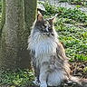 cat, fluffy, long_hair, tree, outdoor, garden, greenery, sunlight, animal, pet, feline, nature, sitting, fur, whiskers, ears, alert, daylight, ground, wildlife