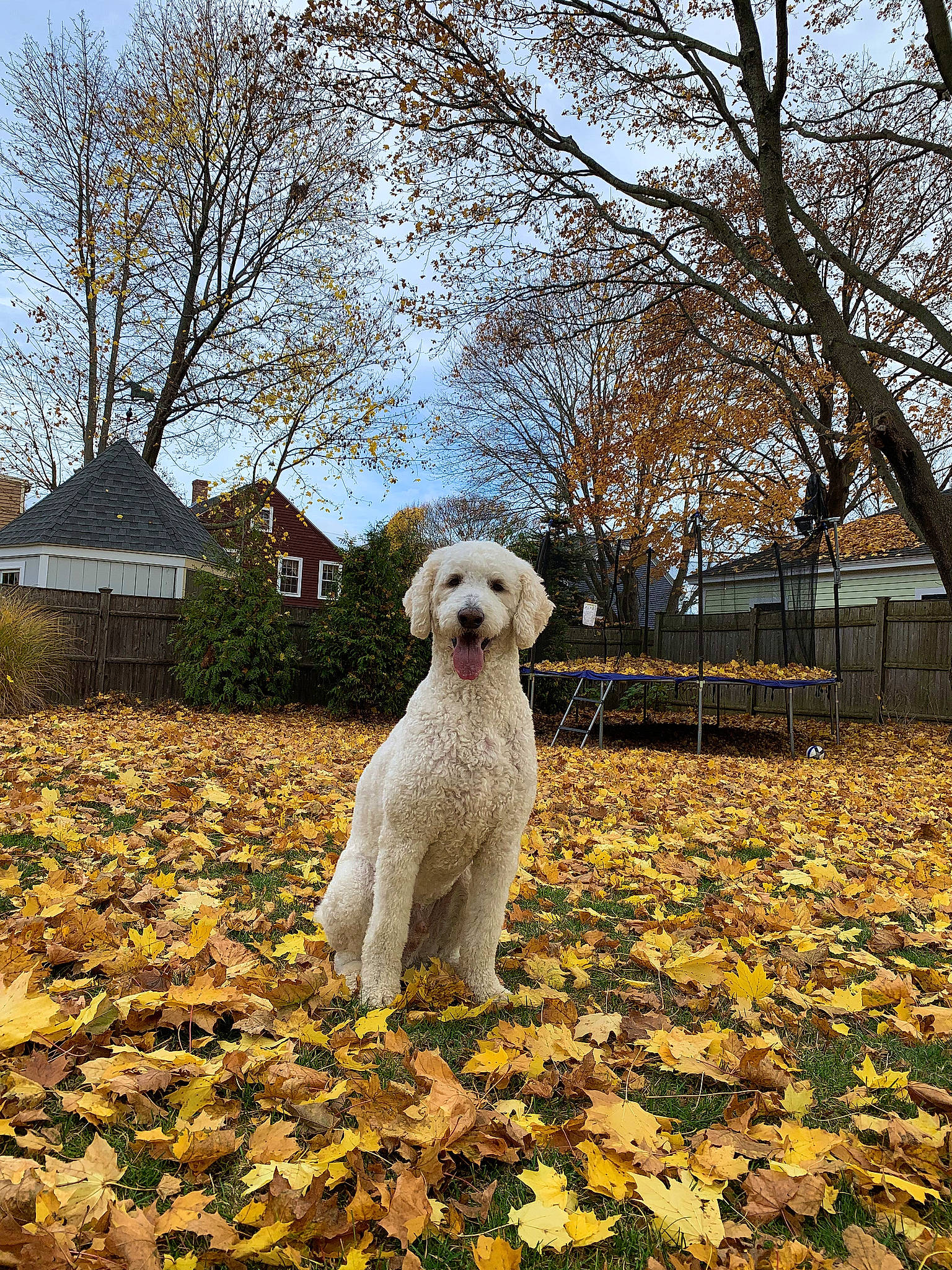 Tedy joined the competition — help win amazing prizes! autumn, briquet_griffon_vendeen, canidae, carnivore, companion_dog, dog, dog_breed, goldendoodle, irish_soft_coated_wheaten_terrier, lagotto_romagnolo, leaf, mammal, poodle_crossbreed, rare_breed_dog, schnoodle, sporting_group, sporting_lucas_terrier, terrier, tree, vertebrate