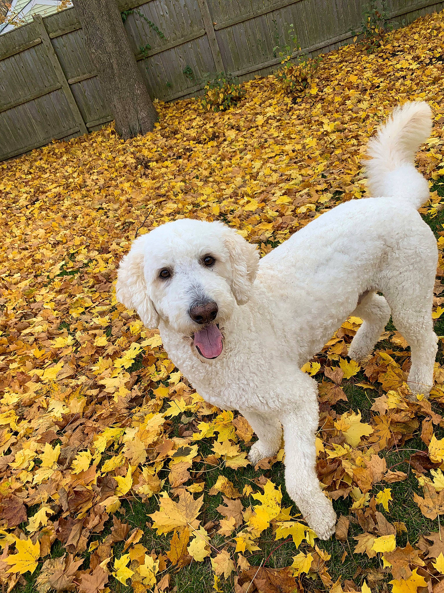 Tedy joined the competition — help win amazing prizes! canidae, carnivore, companion_dog, dog, dog_breed, goldendoodle, labradoodle, mammal, non_sporting_group, poodle, poodle_crossbreed, puppy, rare_breed_dog, sporting_group, standard_poodle, tail, toy_poodle, vertebrate