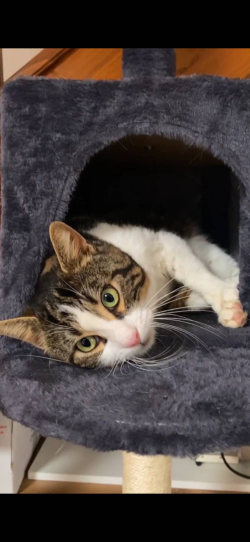 Mouny a rejoint le concours — aidez-le/la à gagner de superbes lots ! abyssinian, animal, blanket, canine, cat, den, dog, dogbed, egyptiancat, indoors, interiordesign, kitten, manx, pet