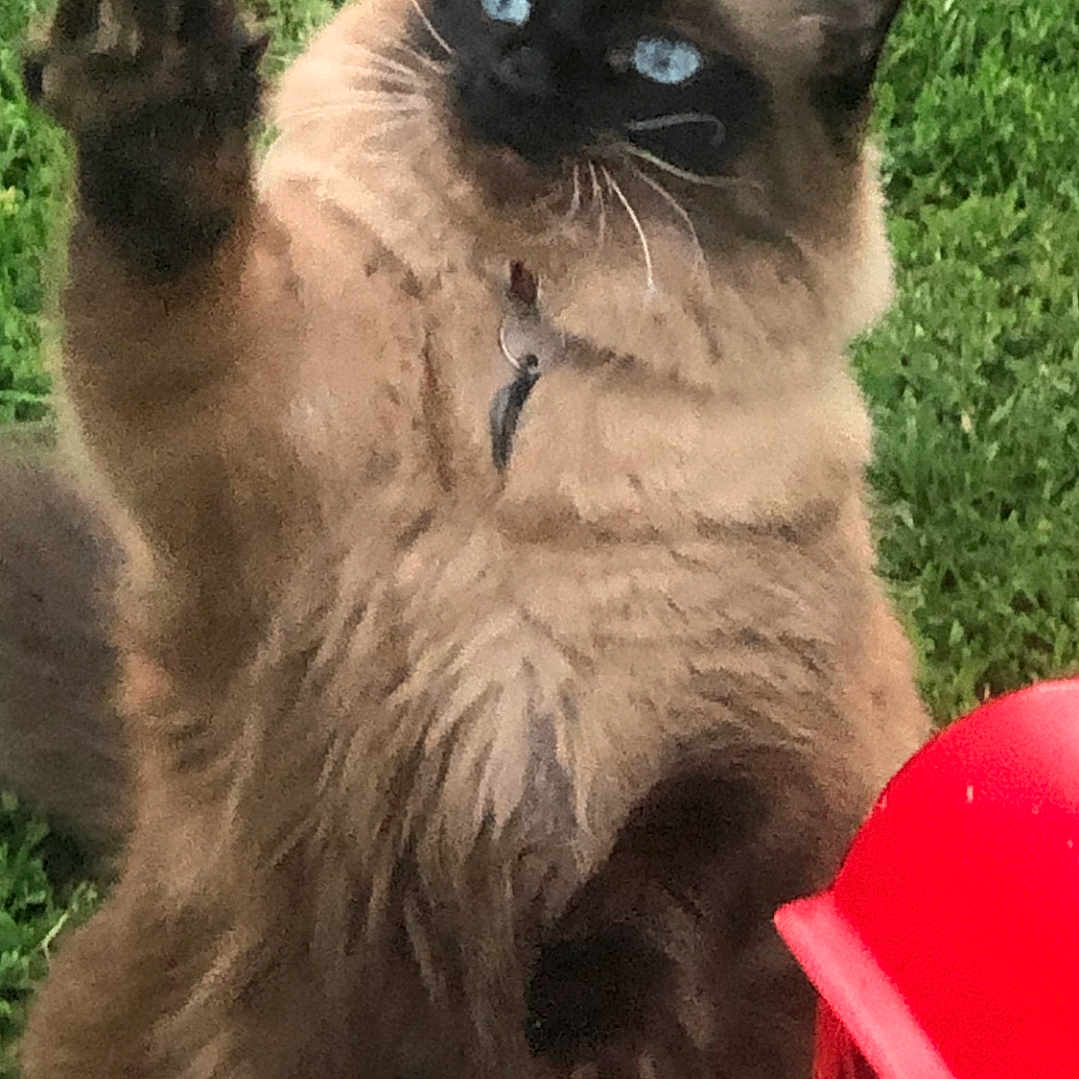 Faustina joined the competition — help win amazing prizes! angora, animal, backyard, blackcat, cat, chair, furniture, grass, green, kitten, lawn, manx, nature, outdoors, pet, plant, pottedplant, siamese, toy, yard
