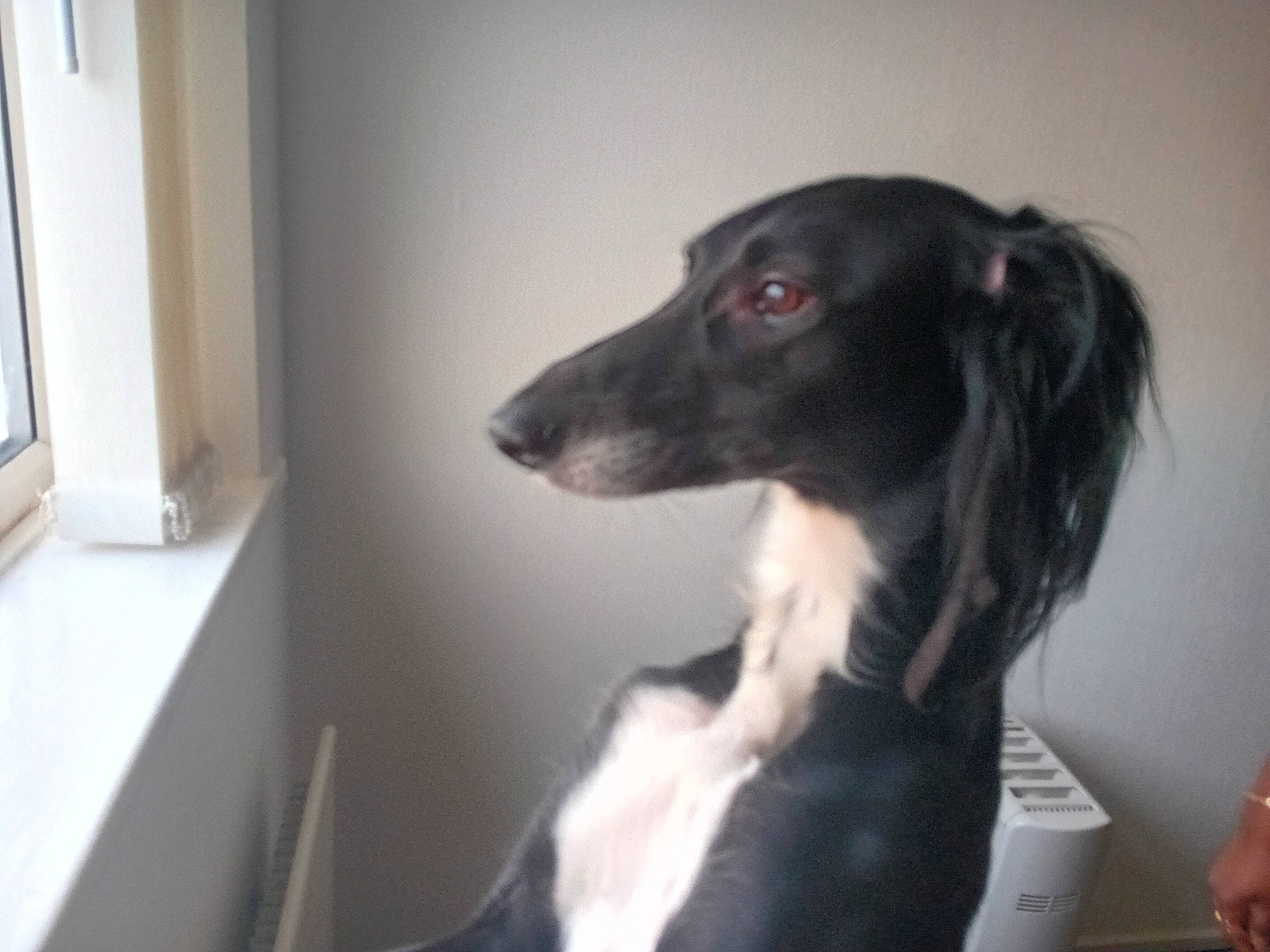 Otis is registered to the contest to win money with this photo: canidae, carnivore, comfort, companion_dog, dog, dog_breed, ear, fur, snout, sporting_group, whiskers, working_animal