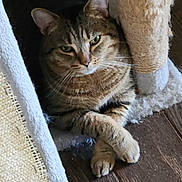 Ziggy is registered to the contest to win money with this photo: cat, tabby, pet, animal, feline, indoor, cat_tree, paws, relaxed, resting, wood_floor, cozy, fur, ears, whiskers, eyes, cute, domestic_animal, home, looking