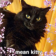 Hissy joined the competition — help win amazing prizes! abyssinian, animal, art, blackcat, cat, cherryblossom, envelope, flower, flowerarrangement, greetingcard, iris, kitten, lilac, mail, manx, painting, pet, petal, plant, purple