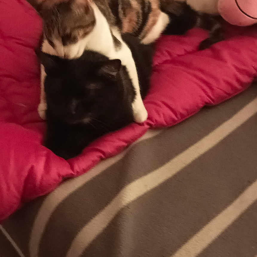 Princesse Et Bellia