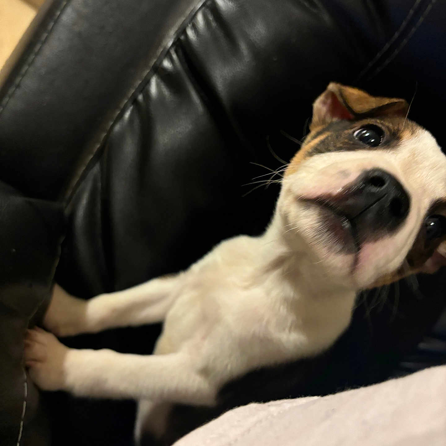 Bruno is registered to the contest to win money with this photo: animal, black_leather_chair, brown_fur, candid, close_up, curious, cute, dog, ears, indoor, looking_up, nose, pet, pet_owner, puppy, small_dog, soft_fur, whiskers, white_fur, young_dog