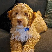 Teddy joined the competition — help win amazing prizes! animal, blue_tag, canine, collar, couch, cozy, cute, dog, domestic_animal, fluffy, fur, furniture, golden_doodle, indoor, laying_down, living_room, pet, portrait, puppy, relaxed