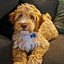 animal, blue_tag, canine, collar, couch, cozy, cute, dog, domestic_animal, fluffy, fur, furniture, golden_doodle, indoor, laying_down, living_room, pet, portrait, puppy, relaxed