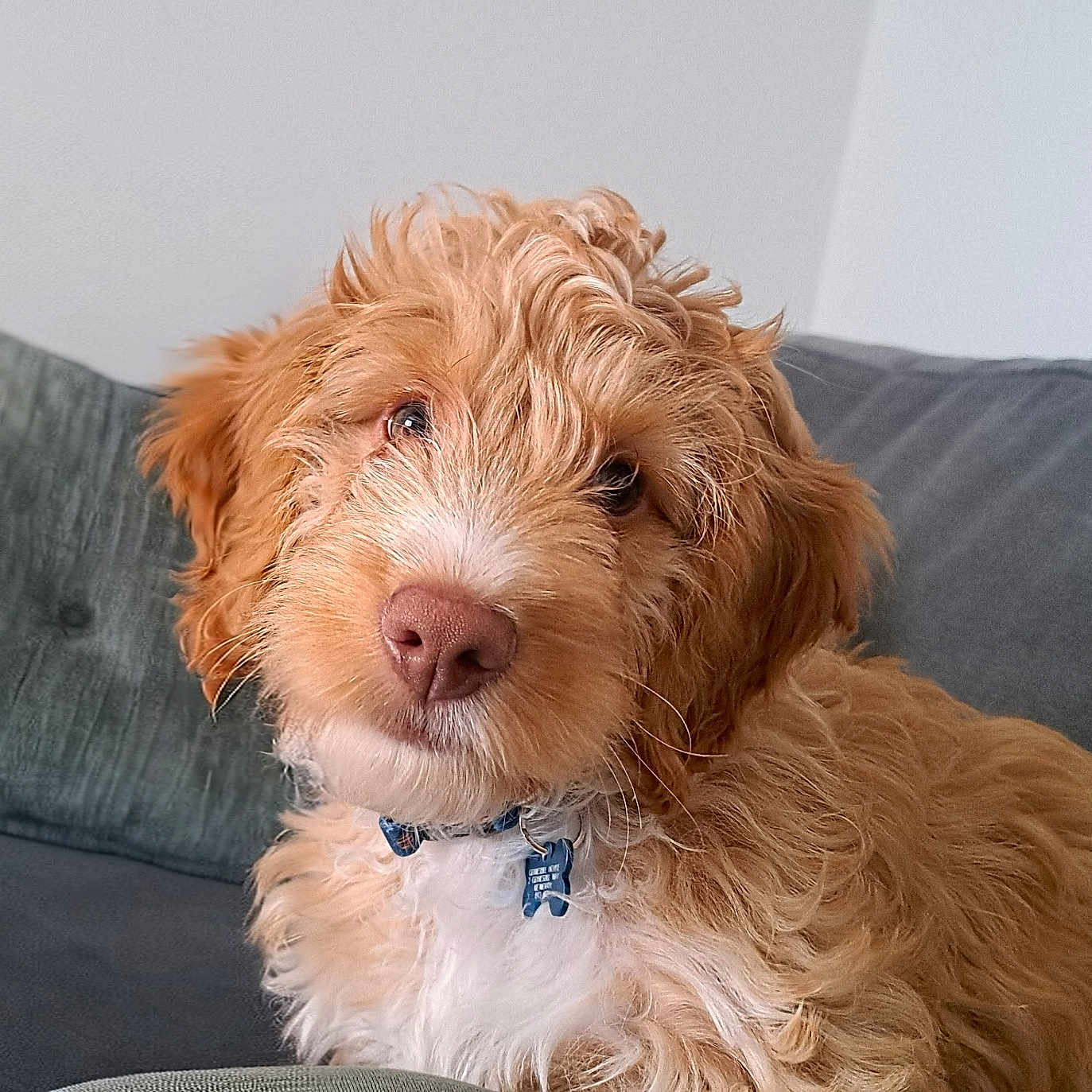 Teddy is registered to the contest to win money with this photo: animal, brown_fur, canine, closeup, collar, couch, cozy, curly_fur, cute, dog, domestic_animal, fluffy, fur, indoor, looking_at_camera, pet, pillow, portrait, puppy, white_fur