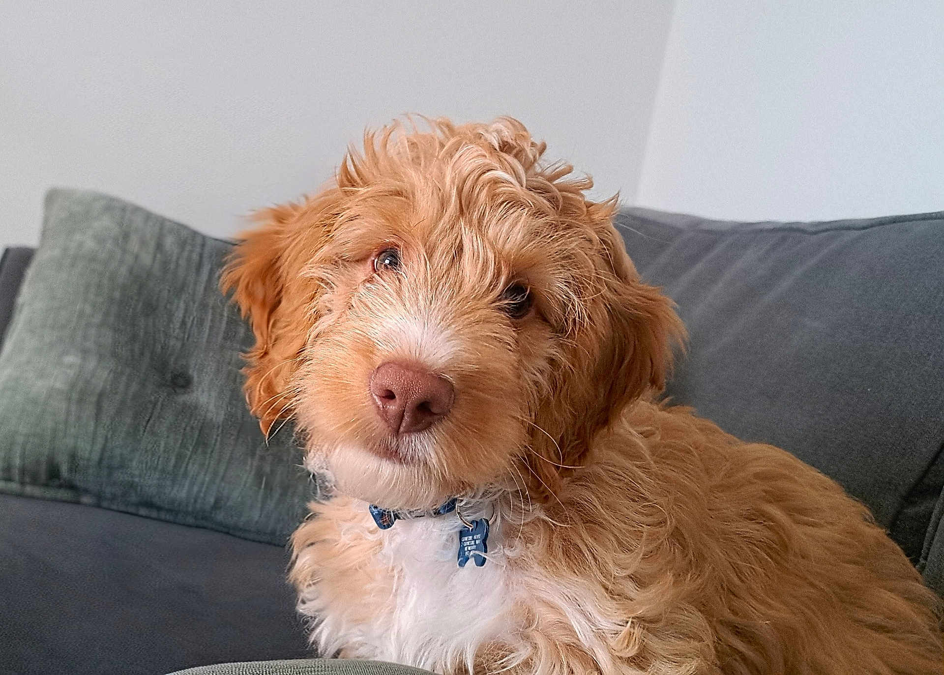 Teddy is registered to the contest to win money with this photo: animal, brown_fur, canine, closeup, collar, couch, cozy, curly_fur, cute, dog, domestic_animal, fluffy, fur, indoor, looking_at_camera, pet, pillow, portrait, puppy, white_fur