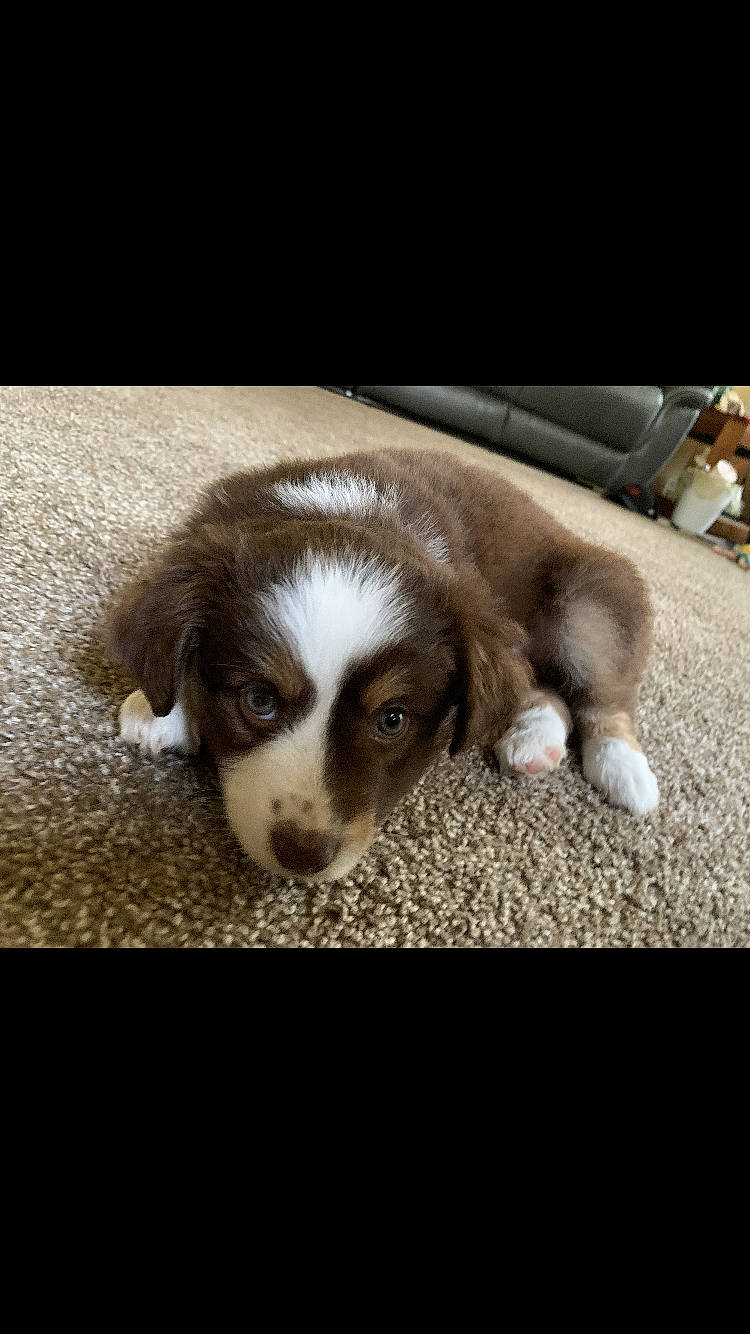 Tilly is registered to the contest to win money with this photo: bored, canidae, carnivore, companion_dog, dog, dog_breed, ear, fur, liver, paw, puppy, snout, sporting_group, square, terrestrial_animal, whiskers, wood, working_animal