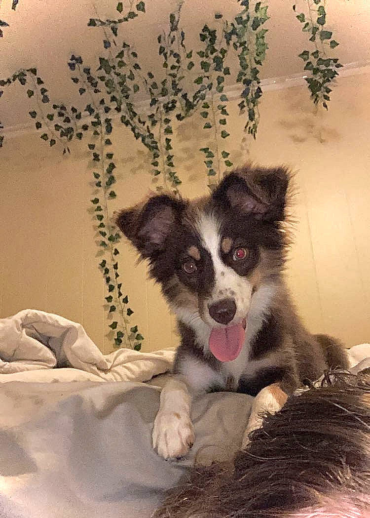 Tilly is registered to the contest to win money with this photo: art, border_collie, canidae, carnivore, companion_dog, couch, dog, dog_breed, fur, herding_dog, pattern, paw, plant, snout, sporting_group, toy_dog, twig, whiskers, working_animal, working_dog