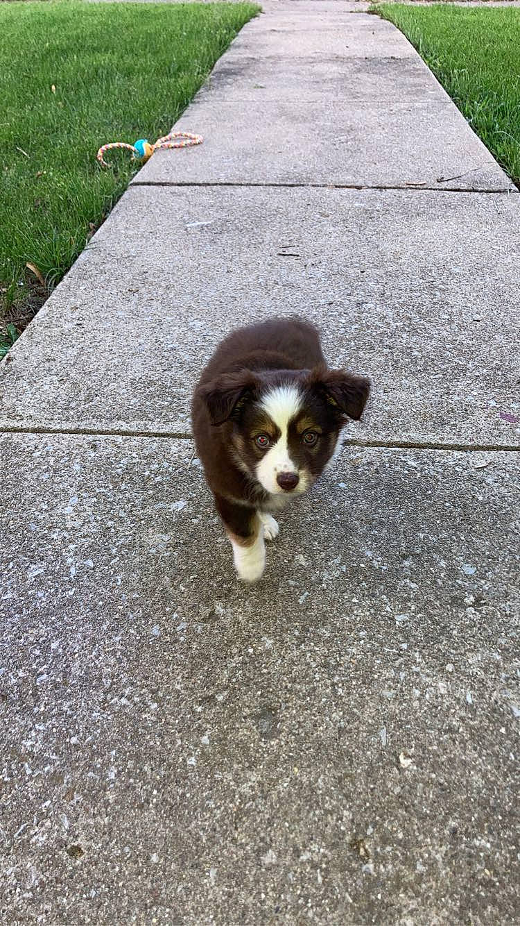 Tilly joined the competition — help win amazing prizes! asphalt, carnivore, cat, cavalier_king_charles_spaniel, companion_dog, dog_breed, fawn, felidae, flooring, fur, grass, road, road_surface, sidewalk, small_to_medium_sized_cats, snout, sporting_group, tail, terrestrial_animal, whiskers