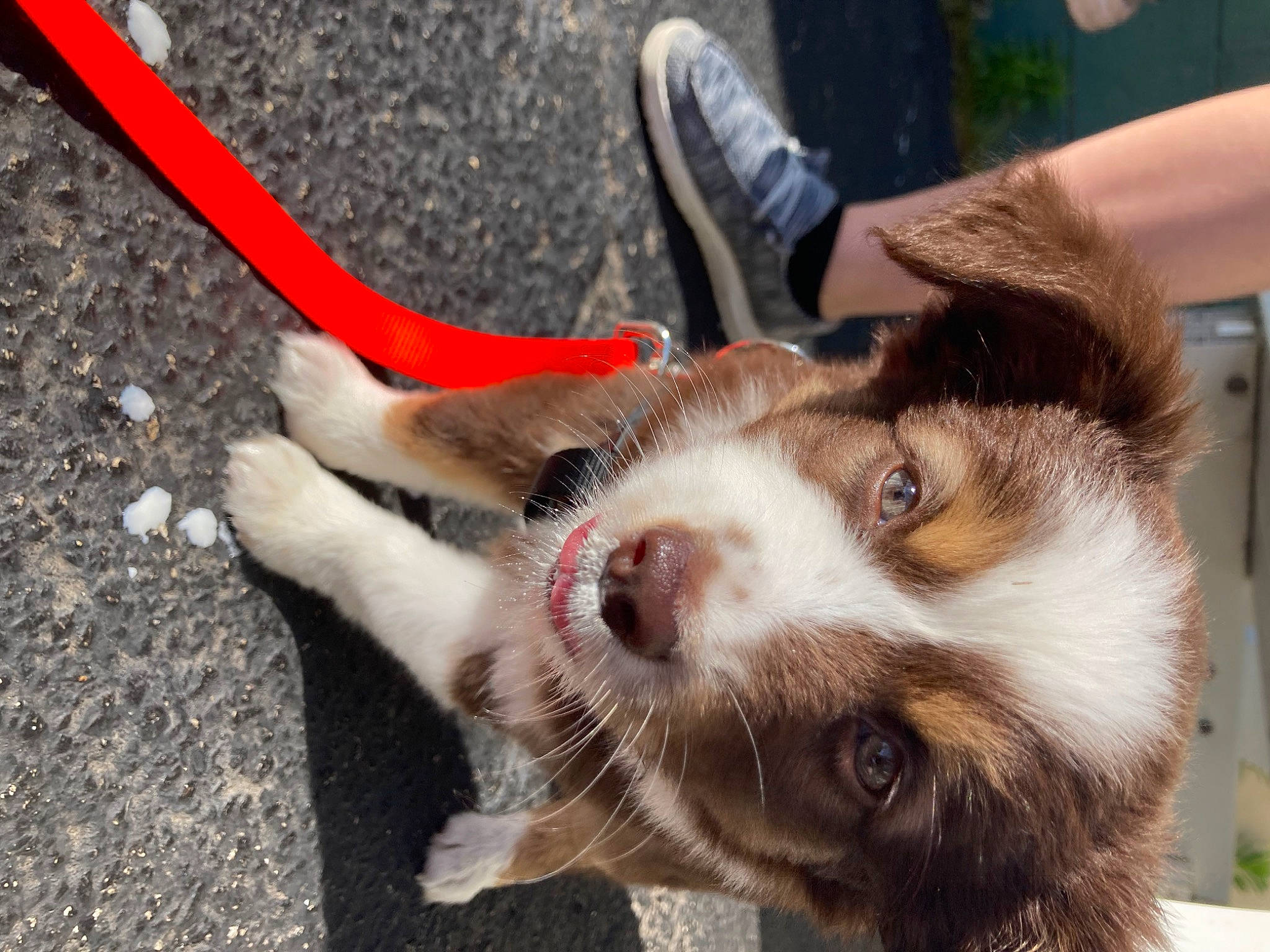 Tilly joined the competition — help win amazing prizes! border_collie, carnivore, collar, companion_dog, dog, dog_breed, dog_collar, foot, fur, herding_dog, human_leg, leash, leg, paw, puppy, sporting_group, walking, whiskers, working_animal, working_dog