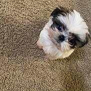 Mama joined the competition — help win amazing prizes! puppy, dog, small_dog, shih_tzu, carpet, floor, cute, fluffy, fur, pet, portrait, looking_up, tilted_head, eyes, indoor, home, brown_carpet, sitting, close_up, paw