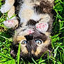 kitten, cat, grass, outdoor, pet, animal, cute, feline, pink_paw_pads, blue_eyes, fur, nature, sunlight, playful, relaxed, small, adorable, young, fluffy, lying_down