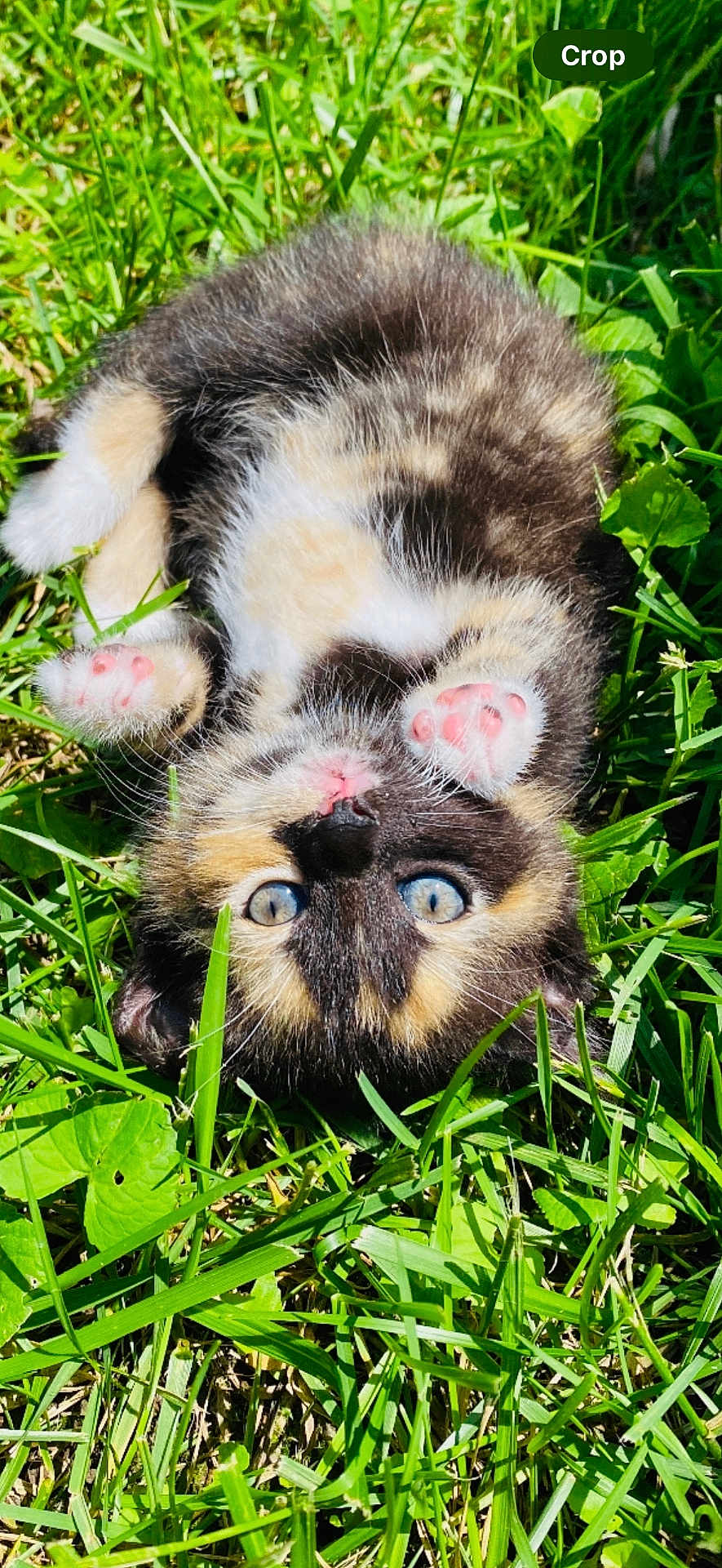 Ellie joined the competition — help win amazing prizes! kitten, cat, grass, outdoor, pet, animal, cute, feline, pink_paw_pads, blue_eyes, fur, nature, sunlight, playful, relaxed, small, adorable, young, fluffy, lying_down