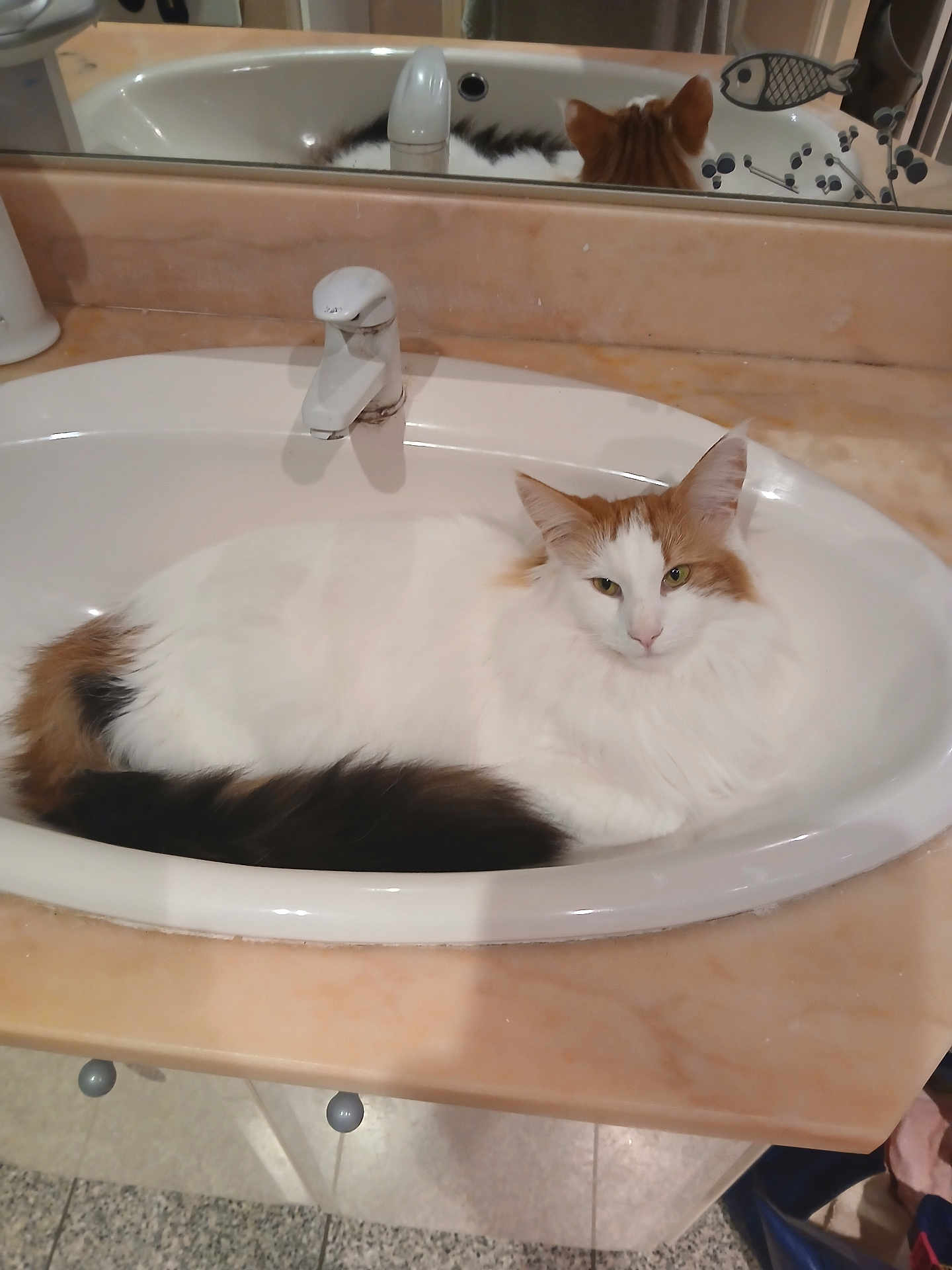 Tahiti participe au concours pour gagner de l'argent avec cette photo : cat, sink, bathroom, mirror, reflection, orange_and_white_cat, fluffy_cat, domestic_cat, pet, relaxed, looking_at_camera, countertop, faucet, fish_sticker, indoor, floor_tiles, cabinet, home, cute, resting