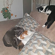 Tahiti a rejoint le concours — aidez-le/la à gagner de superbes lots ! cat, sleeping, couch, pillows, indoor, cozy, feline, resting, black_and_white_cat, gray_cat, orange_and_white_cat, flower_vase, home, relaxation, furniture, domestic_animal, pet, snuggling, soft_lighting, living_room