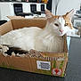 Tahiti participe au concours pour gagner de l'argent avec cette photo : cat, cardboard_box, indoor, kitchen, countertop, white_fur, orange_fur, pet, relaxed, feline, domestic_animal, household, fur, whiskers, ears, face, closeup, home, domestic, animal