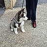 Aiko participe au concours pour gagner de l'argent avec cette photo : animal, blue_shirt, building, dark_pants, dog, harness, husky, leash, outdoor, pavement, person, pet, portrait, puppy, red_laces, siberian_husky, sidewalk, sneakers, standing, street