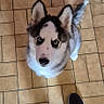 Aiko participe au concours pour gagner de l'argent avec cette photo : dog, husky, puppy, canine, blue_eyes, black_and_white, standing, looking_up, portrait, indoors, tile_floor, kitchen, home, ears, fluffy, fur, tail, shoes, person, photography