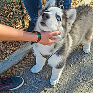 Aiko a rejoint le concours — aidez-le/la à gagner de superbes lots ! animal_portrait, autumn_leaves, blue_eyes, collar, daylight, dog, fence, fluffy, gray_and_white, hands, husky, leash, outdoor, pavement, people, pet, puppy, sneakers, standing, tattoo