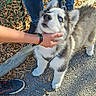 animal_portrait, autumn_leaves, blue_eyes, collar, daylight, dog, fence, fluffy, gray_and_white, hands, husky, leash, outdoor, pavement, people, pet, puppy, sneakers, standing, tattoo