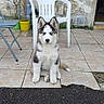 Aiko a rejoint le concours — aidez-le/la à gagner de superbes lots ! black_and_white, blue_eyes, canine, dog, fluffy, folding_table, front_facing, husky, outdoor, patio, pet, plastic_chair, portrait, potted_plant, puppy, rustic, siberian_husky, sitting, stone_wall, tile_floor