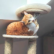 Copain a rejoint le concours — aidez-le/la à gagner de superbes lots ! animal, cat, cat_tree, cozy, curious, cute, domestic_animal, feline, fur, home, indoor, looking_up, orange_cat, pet, relaxed, resting, scratching_post, soft_light, whiskers, white_cat