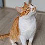 Copain participe au concours pour gagner de l'argent avec cette photo : animal, blurred_background, cat, closeup, curious, cute, domestic_cat, ears, feline, floor, indoor, looking_up, orange_cat, pet, sitting, tail, whiskers, white_cat, wooden_floor, yellow_eyes