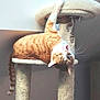 Copain a rejoint le concours — aidez-le/la à gagner de superbes lots ! animal, cat, cat_tree, claws, cute, feline, fur, home, indoor, mammal, orange_cat, pet, pet_furniture, playful, relaxing, scratching_post, tongue_out, upside_down, whiskers, white_cat