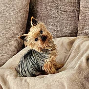 Princesse participe au concours pour gagner de l'argent avec cette photo : airedale, animal, blanket, canine, chair, couch, cushion, dog, furniture, homedecor, indoors, linen, person, pet, pillow, poodle, puppy, sleeping, terrier