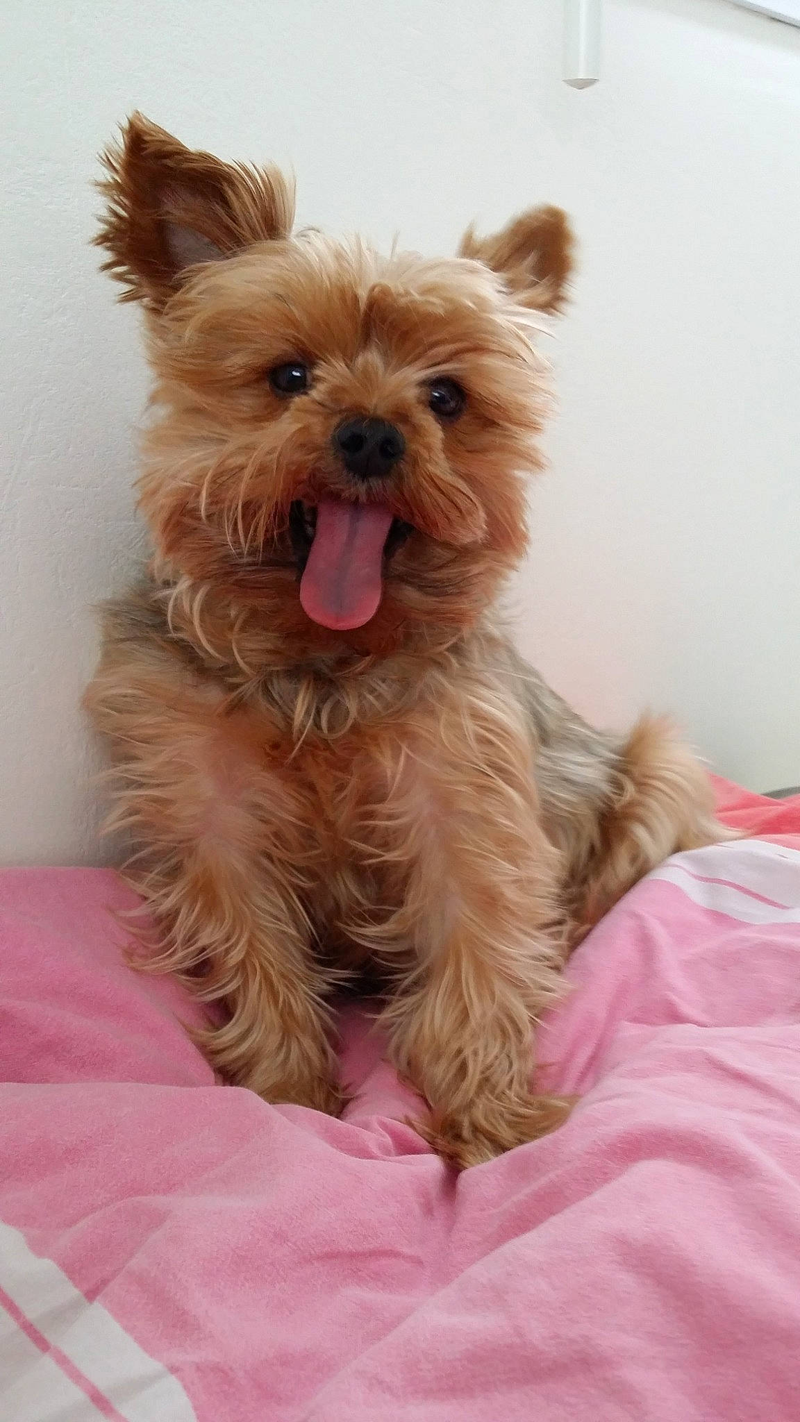 Elvis participe au concours pour gagner de l'argent avec cette photo : biewer_terrier, cairn_terrier, canidae, carnivore, companion_dog, dog, dog_breed, fawn, mammal, morkie, puppy, rare_breed_dog, skin, small_terrier, snout, terrier, toy_dog, vertebrate, yorkipoo, yorkshire_terrier