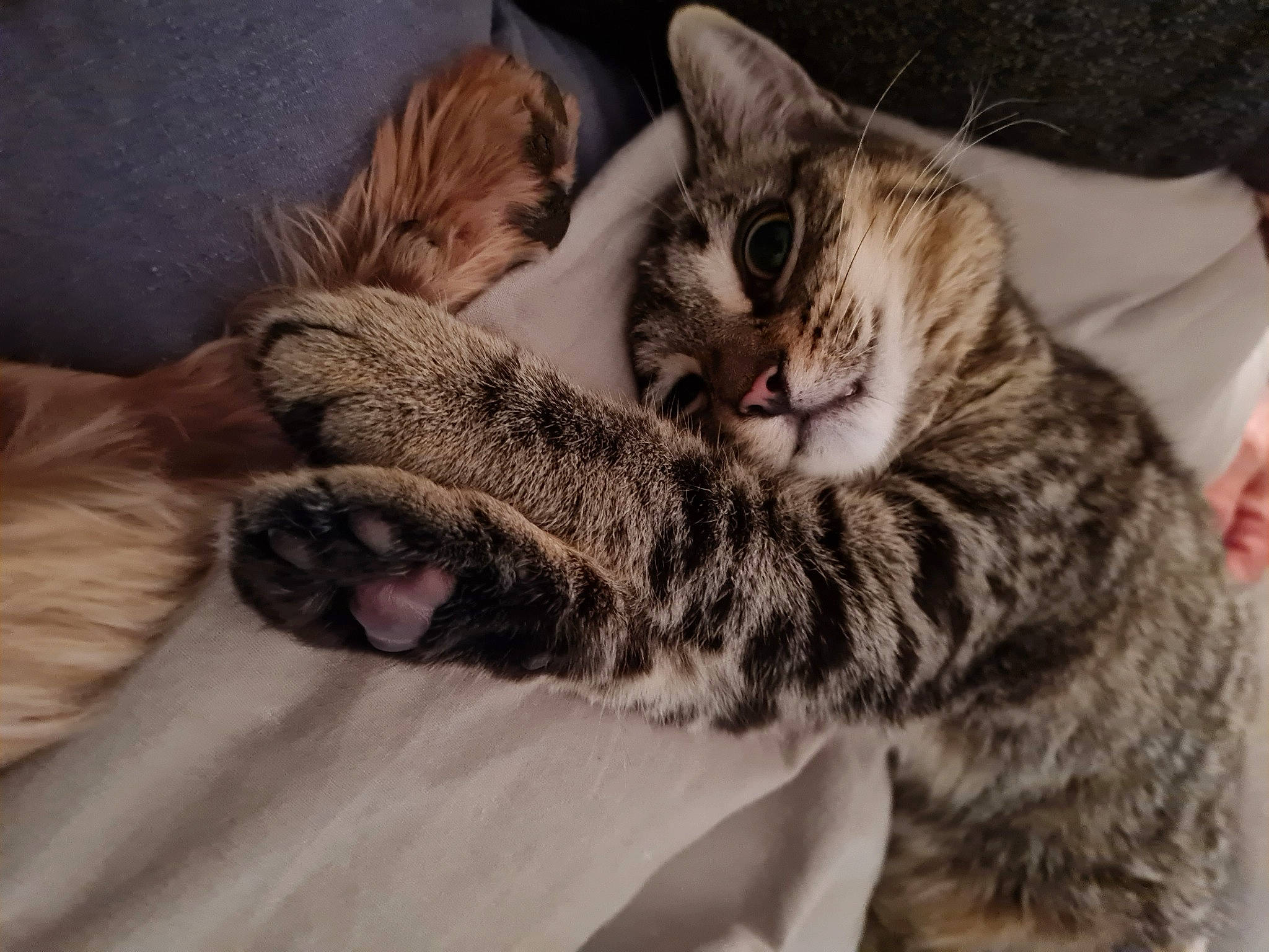 Nina a rejoint le concours — aidez-le/la à gagner de superbes lots ! carnivore, cat, claw, comfort, domestic_short_haired_cat, felidae, fur, mammal, paw, small_to_medium_sized_cats, tail, terrestrial_animal, vertebrate, whiskers