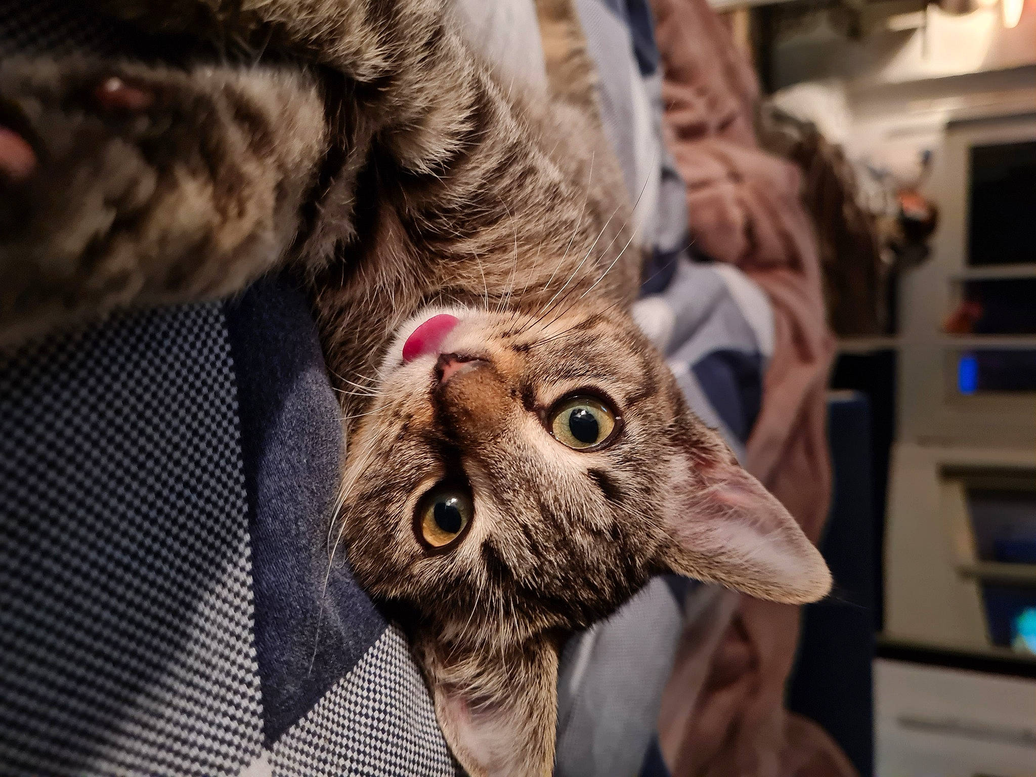 Nina a rejoint le concours — aidez-le/la à gagner de superbes lots ! carnivore, cat, claw, dog_breed, domestic_short_haired_cat, ear, fawn, felidae, fur, moustache, paw, photograph, plant, shelf, small_to_medium_sized_cats, snout, terrestrial_animal, whiskers, wildlife, wrinkle