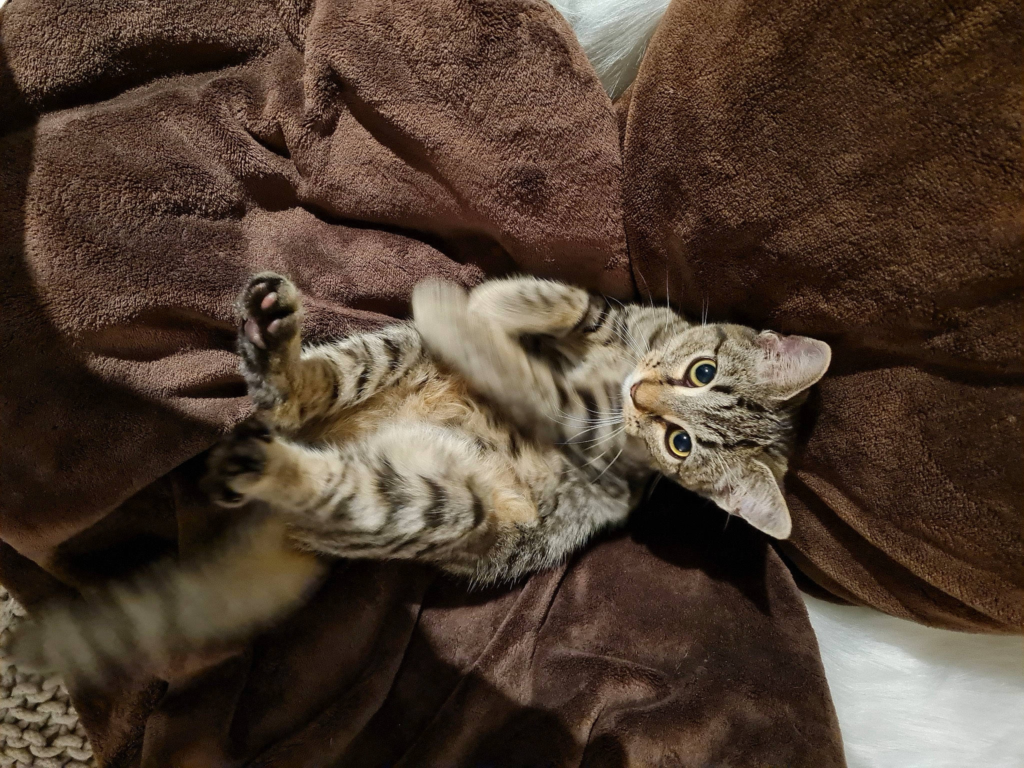 Nina participe au concours pour gagner de l'argent avec cette photo : beige, boot, carnivore, cat, claw, comfort, domestic_short_haired_cat, felidae, fur, fur_clothing, grey, linens, military_camouflage, pattern, paw, small_to_medium_sized_cats, tail, whiskers, wildlife, wood