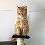Blue participe au concours pour gagner de l'argent avec cette photo : cat, ginger_cat, tabby, pet, scratching_post, feline, indoor, animal, cute, sitting, fur, whiskers, tail, paw, looking_down, household, domestic_cat, resting, calm, mammal