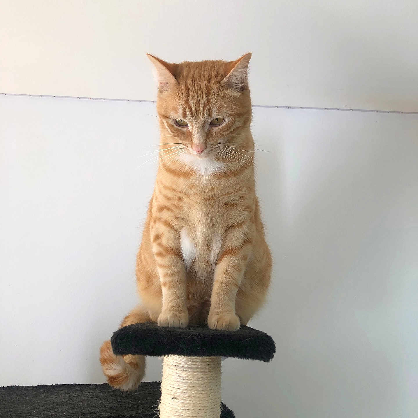 Blue participe au concours pour gagner de l'argent avec cette photo : animal, calm, cat, cute, domestic_cat, feline, fur, ginger_cat, household, indoor, looking_down, mammal, paw, pet, resting, scratching_post, sitting, tabby, tail, whiskers