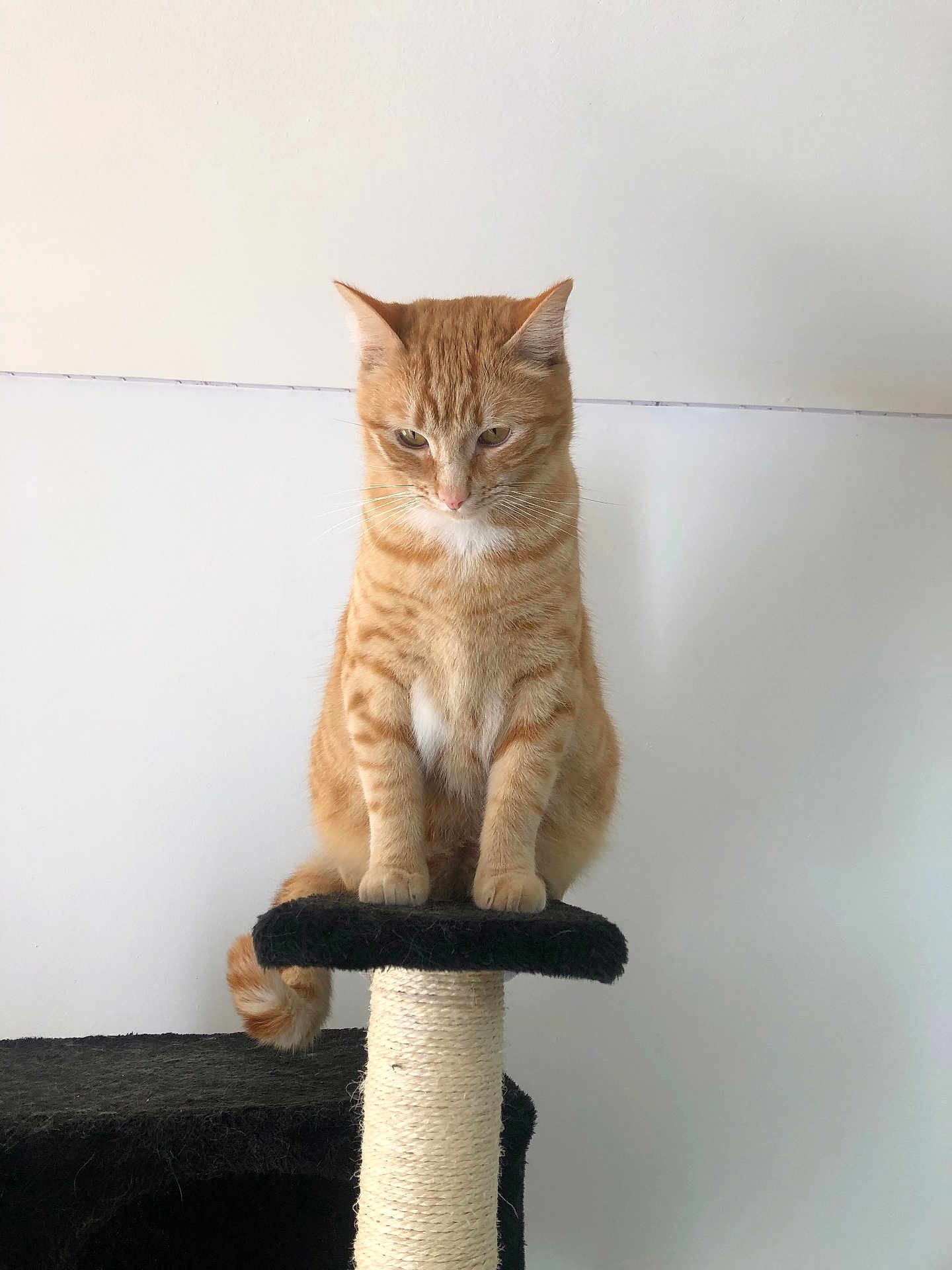 Blue participe au concours pour gagner de l'argent avec cette photo : cat, ginger_cat, tabby, pet, scratching_post, feline, indoor, animal, cute, sitting, fur, whiskers, tail, paw, looking_down, household, domestic_cat, resting, calm, mammal