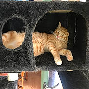 Blue participe au concours pour gagner de l'argent avec cette photo : cat, ginger_cat, tabby, cat_condo, furniture, door_handle, indoor, pet, relaxed, sleepy, cozy, fur, paw, home, animal, resting, black_fabric, cat_fur, window, door