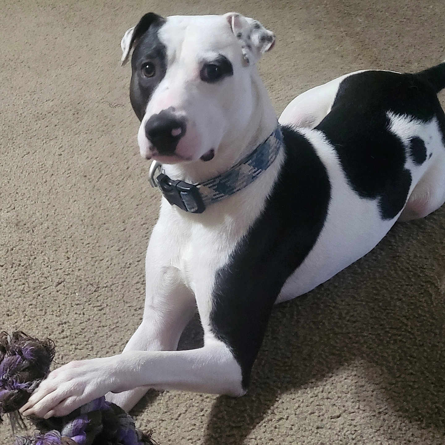 Arlo Loki Humphrey joined the competition — help win amazing prizes! alert, animal, black_and_white, canine, carpet, closeup, collar, companion, dog, domestic_animal, fur, indoor, laying_down, looking, paw, pet, playful, rope_toy, toy, young_dog