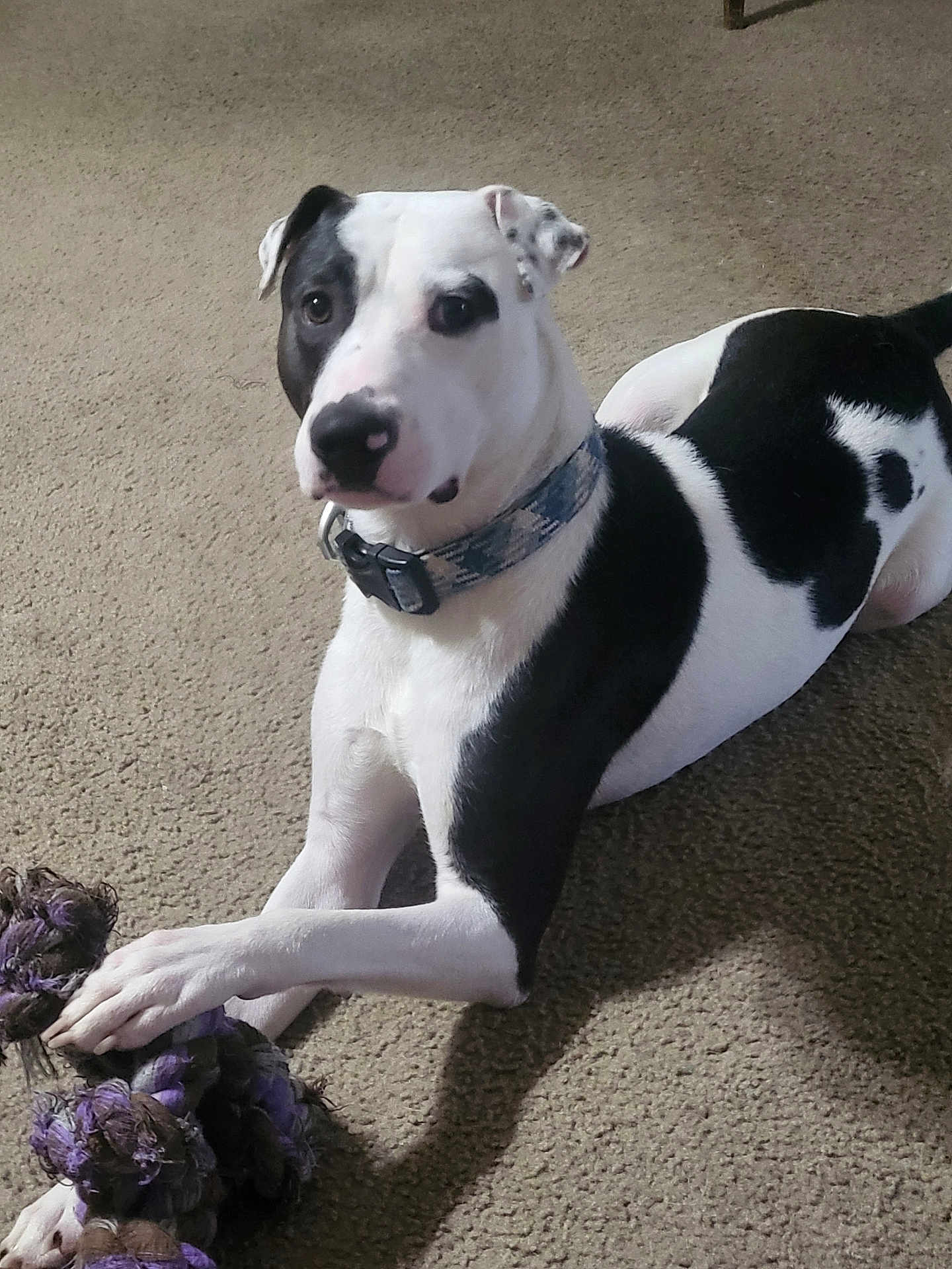 Arlo Loki Humphrey joined the competition — help win amazing prizes! alert, animal, black_and_white, canine, carpet, closeup, collar, companion, dog, domestic_animal, fur, indoor, laying_down, looking, paw, pet, playful, rope_toy, toy, young_dog